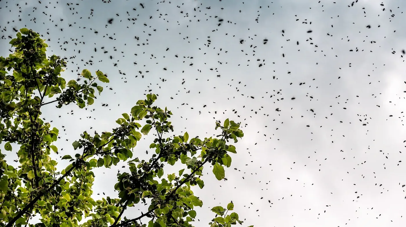 Air Pollution’s Hidden Toll on Pollinator Health | Swarmed