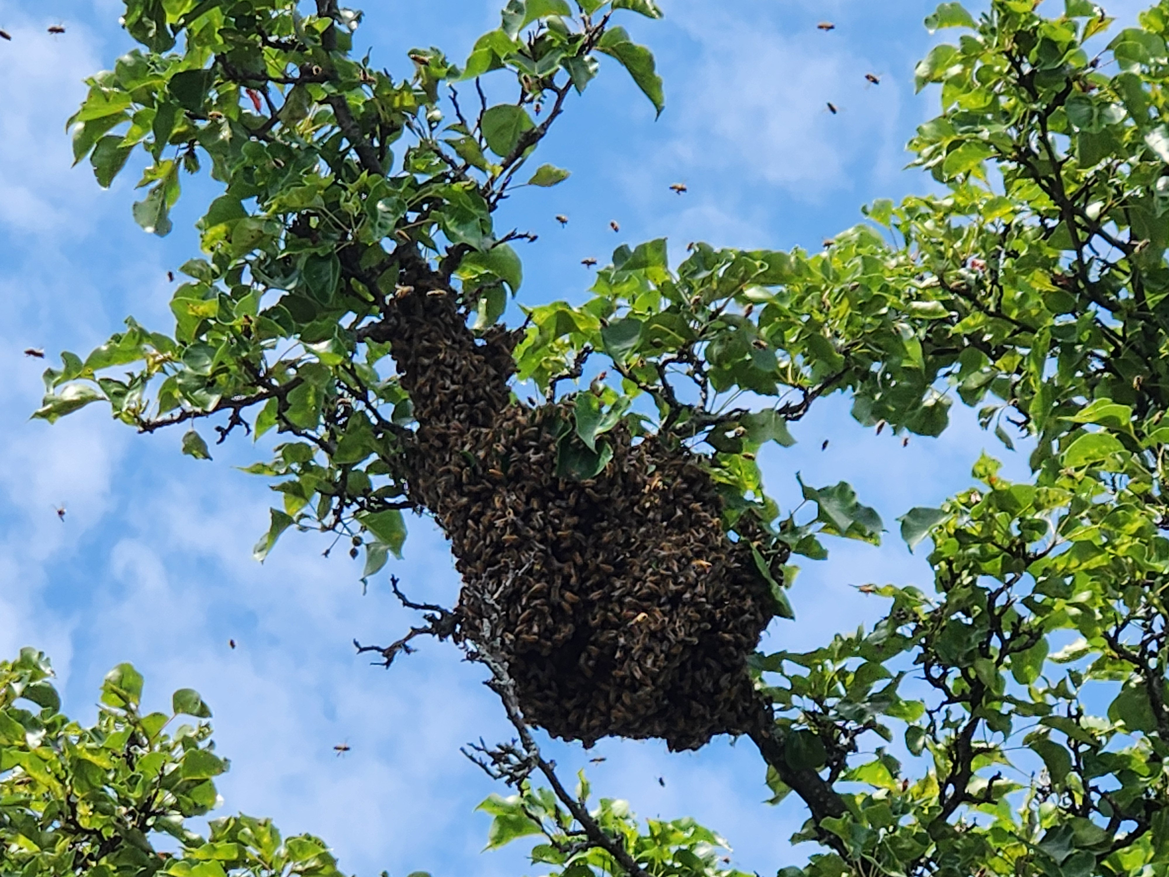 How to Safely Report and Handle a Bee Swarm | Swarmed