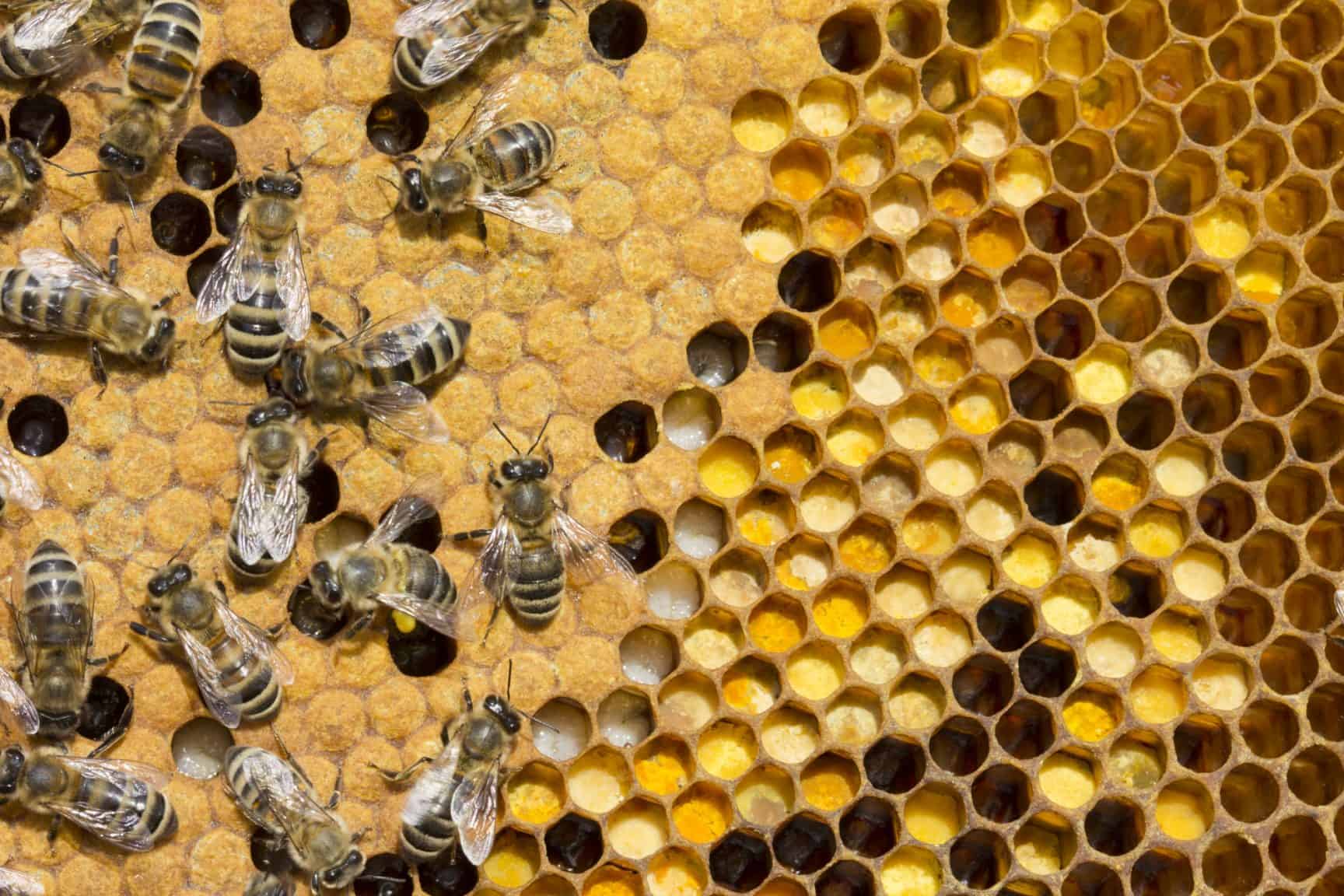 Understanding the Lifecycle of Honey Bees | Swarmed