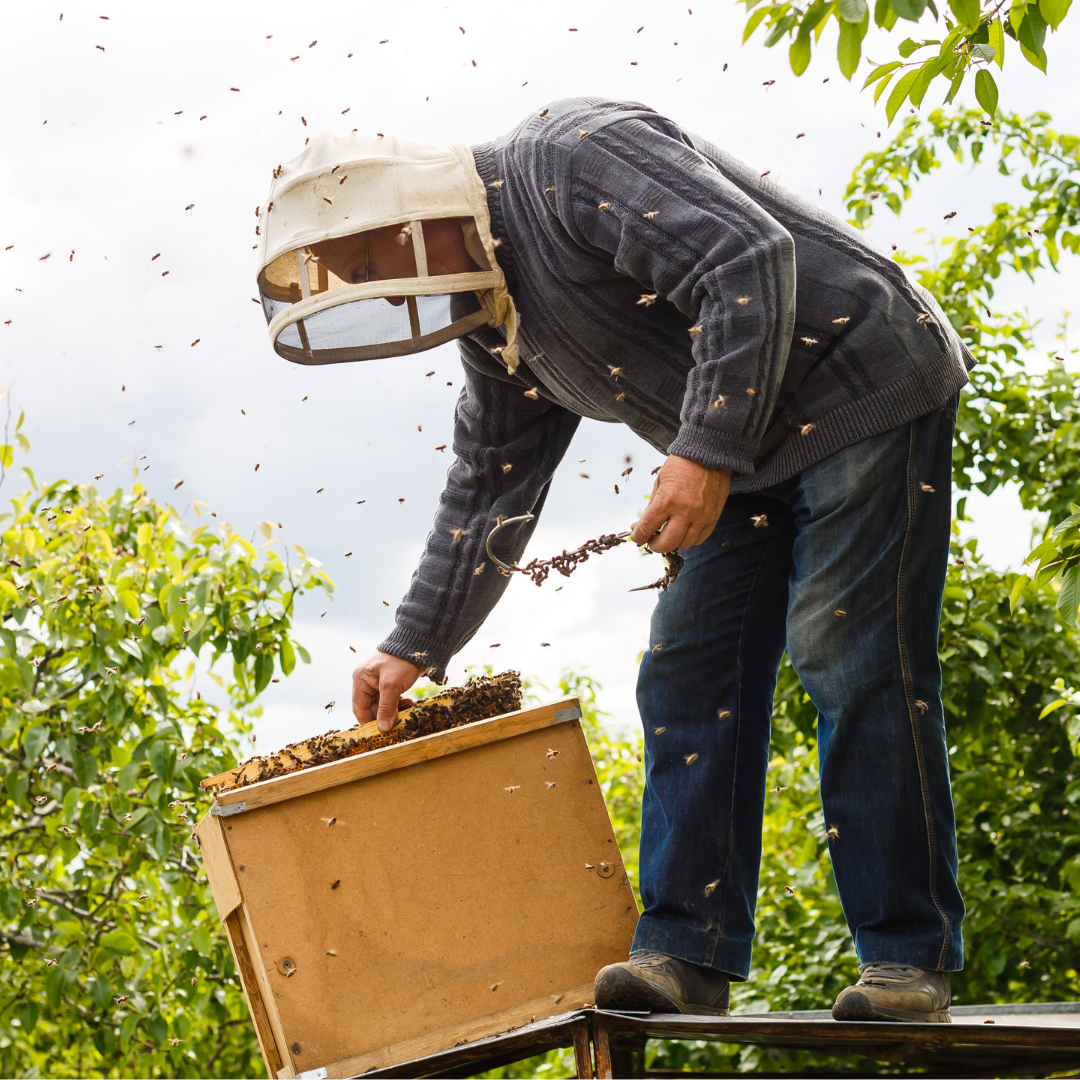 Our Favorite Products for Bee-Friendly Swarm Catching