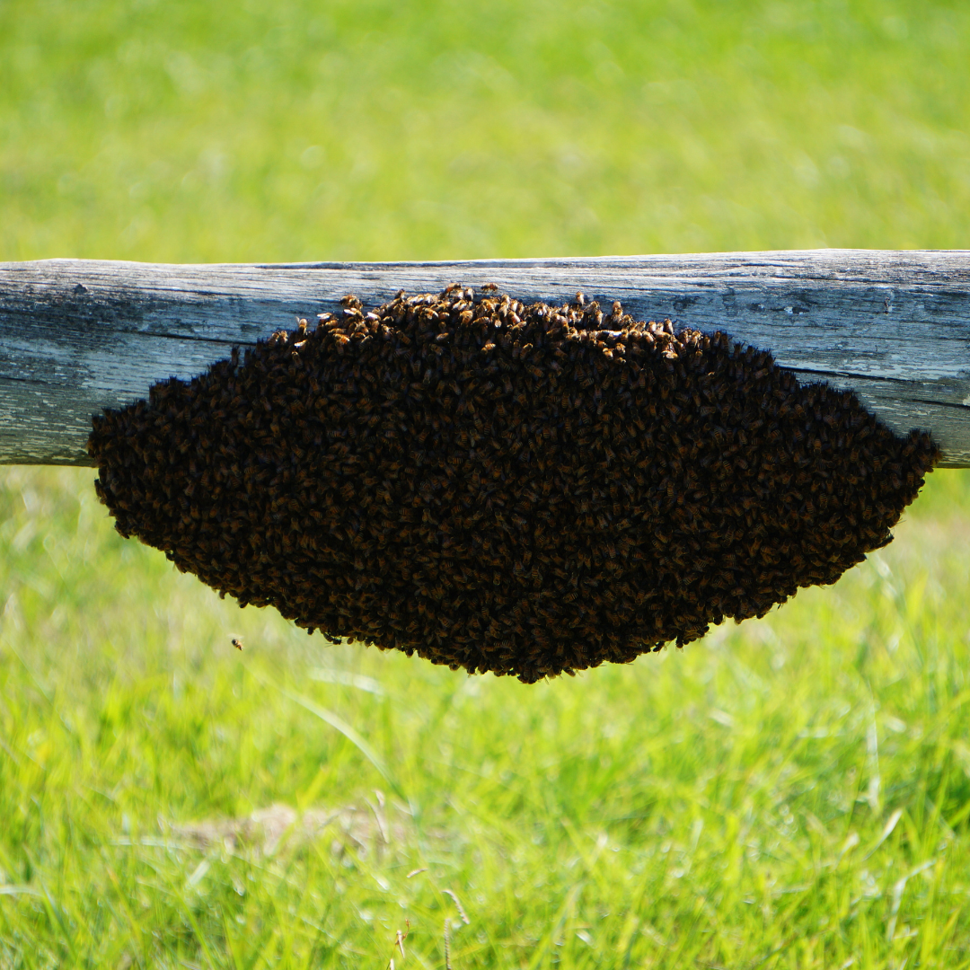 Innovative Methods for Bee-Friendly Bee Swarm Removal