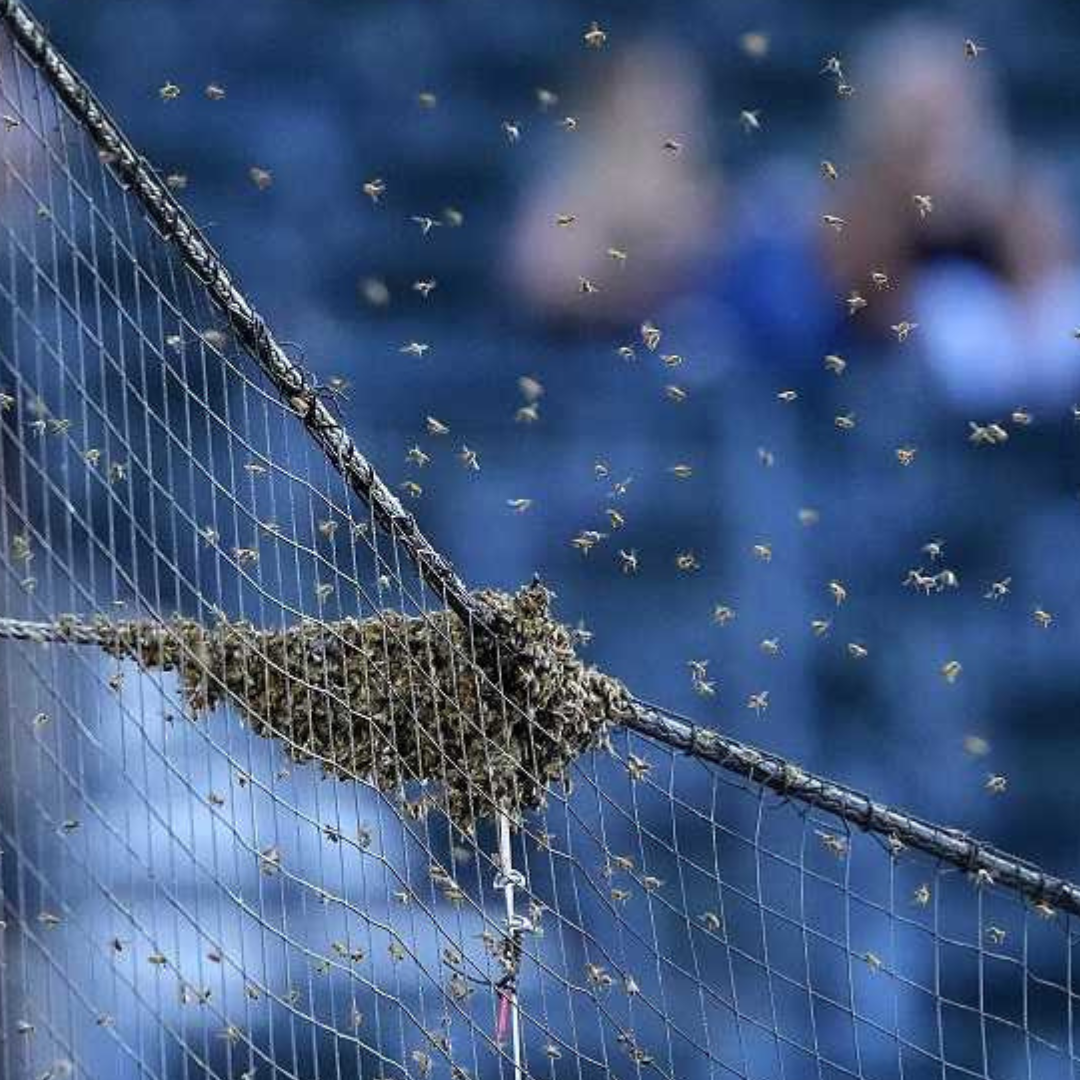 The Importance of Reporting Bee Swarms in Urban Areas