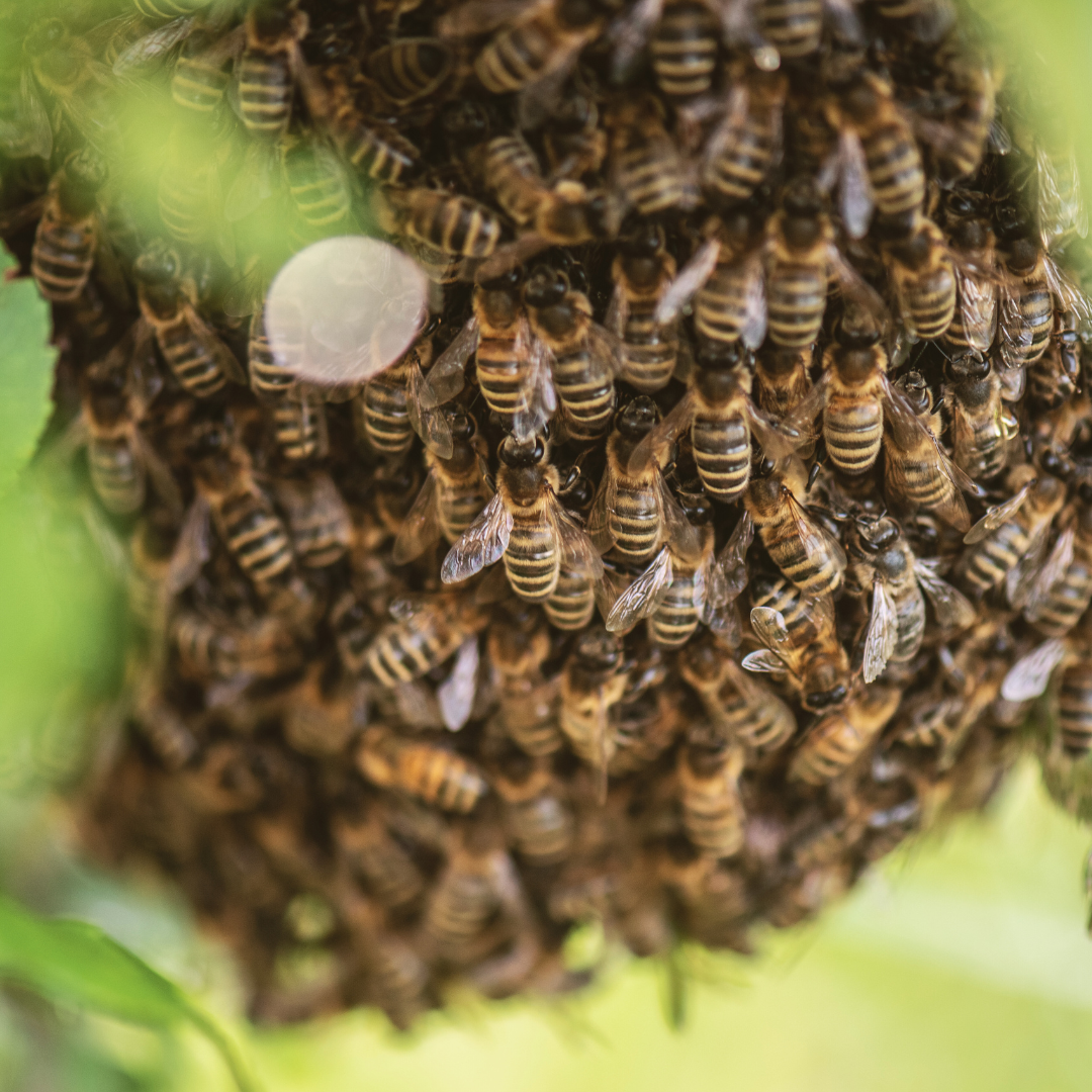 Science Behind Honeybee Swarms: Queen Bee's Role Explained