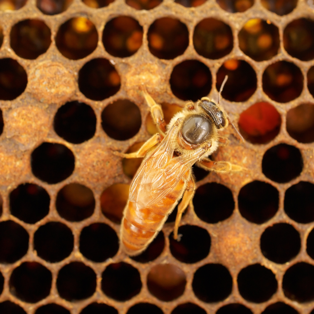 Queen Bees and Swarming: Role of the Queen Bee in Swarming