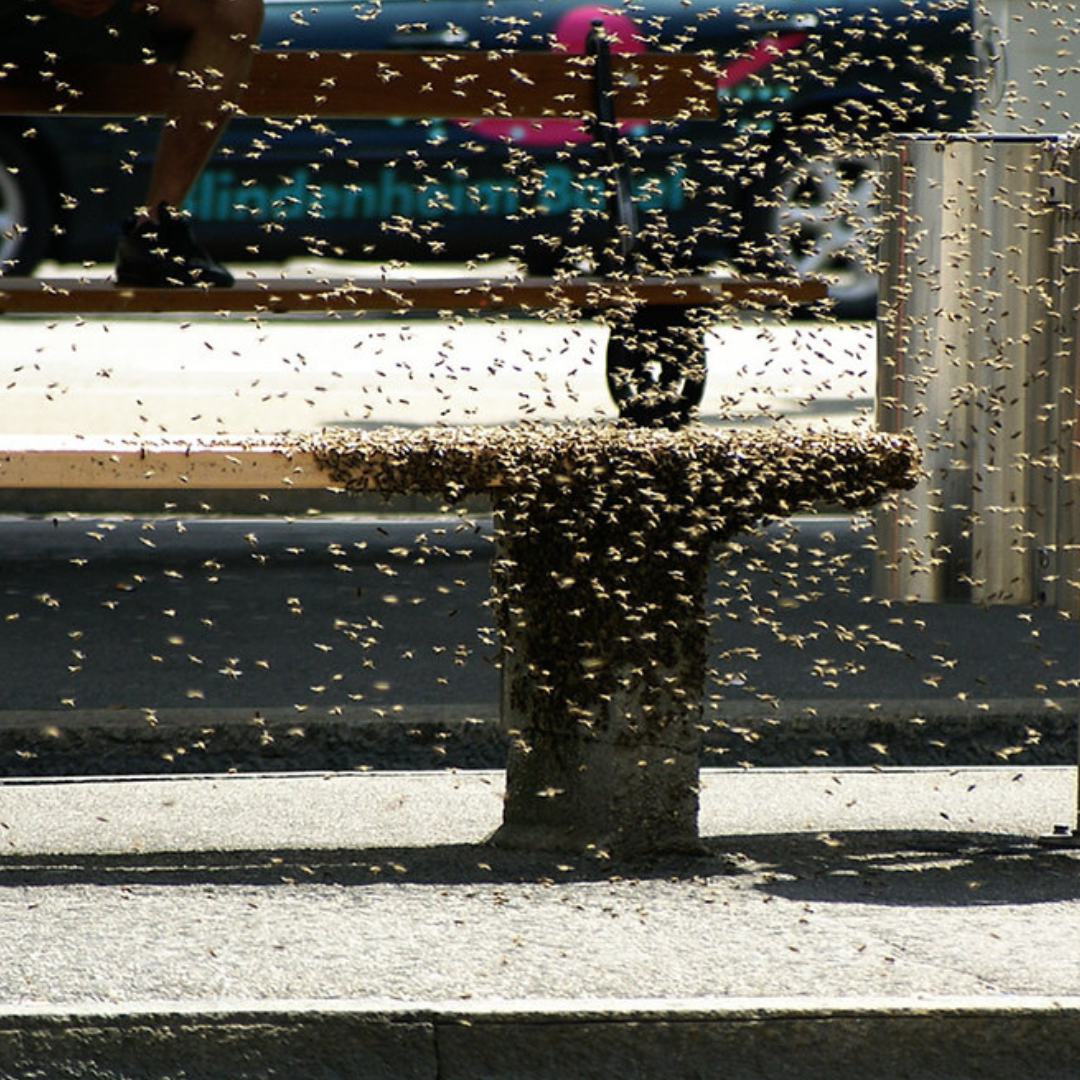 Swarm Management Techniques for Urban Beekeepers | Swarmed