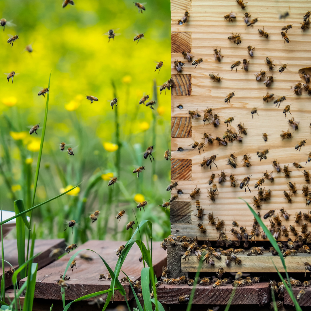 From Hive to Hive: The Journey of a Swarm of Honey Bees