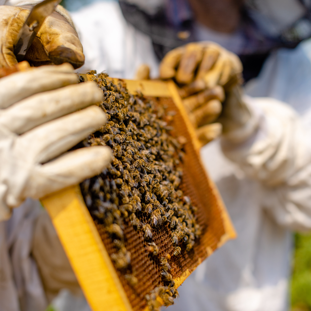 Rescue & Relocation: What Happens After a Bee Swarm Report