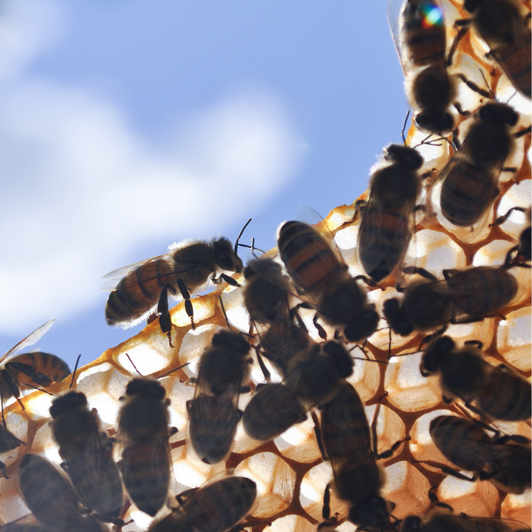End-of-Summer Bee Swarms: What to Expect and How to Help
