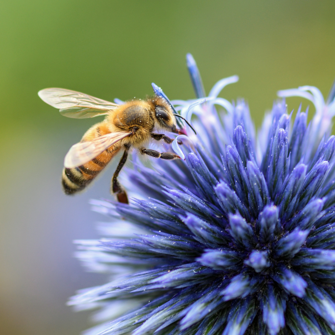Bee Swarm and Beekeeping Articles | Swarmed