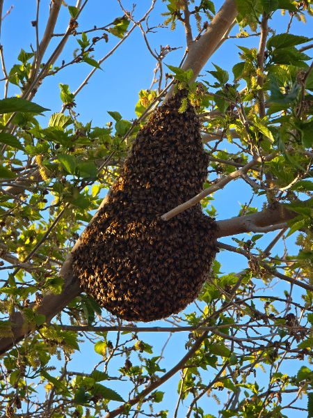 How Many Bees in a Swarm? A Science-Based Way to Report