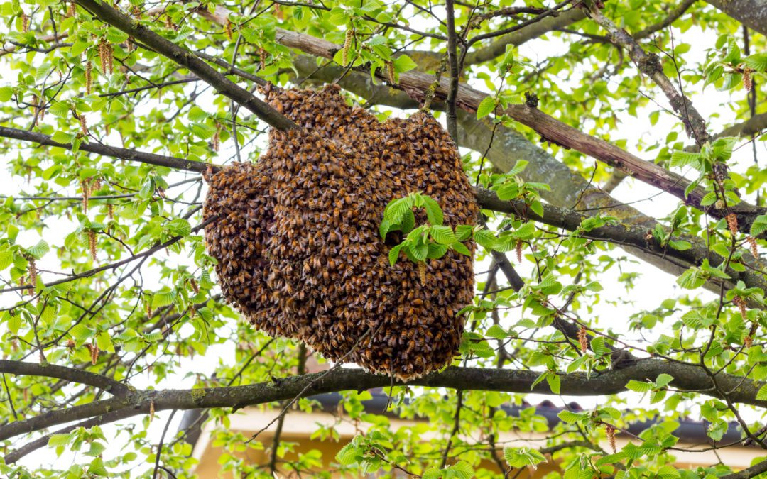 What to Do When You Find a Honey Bee Swarm | Swarmed