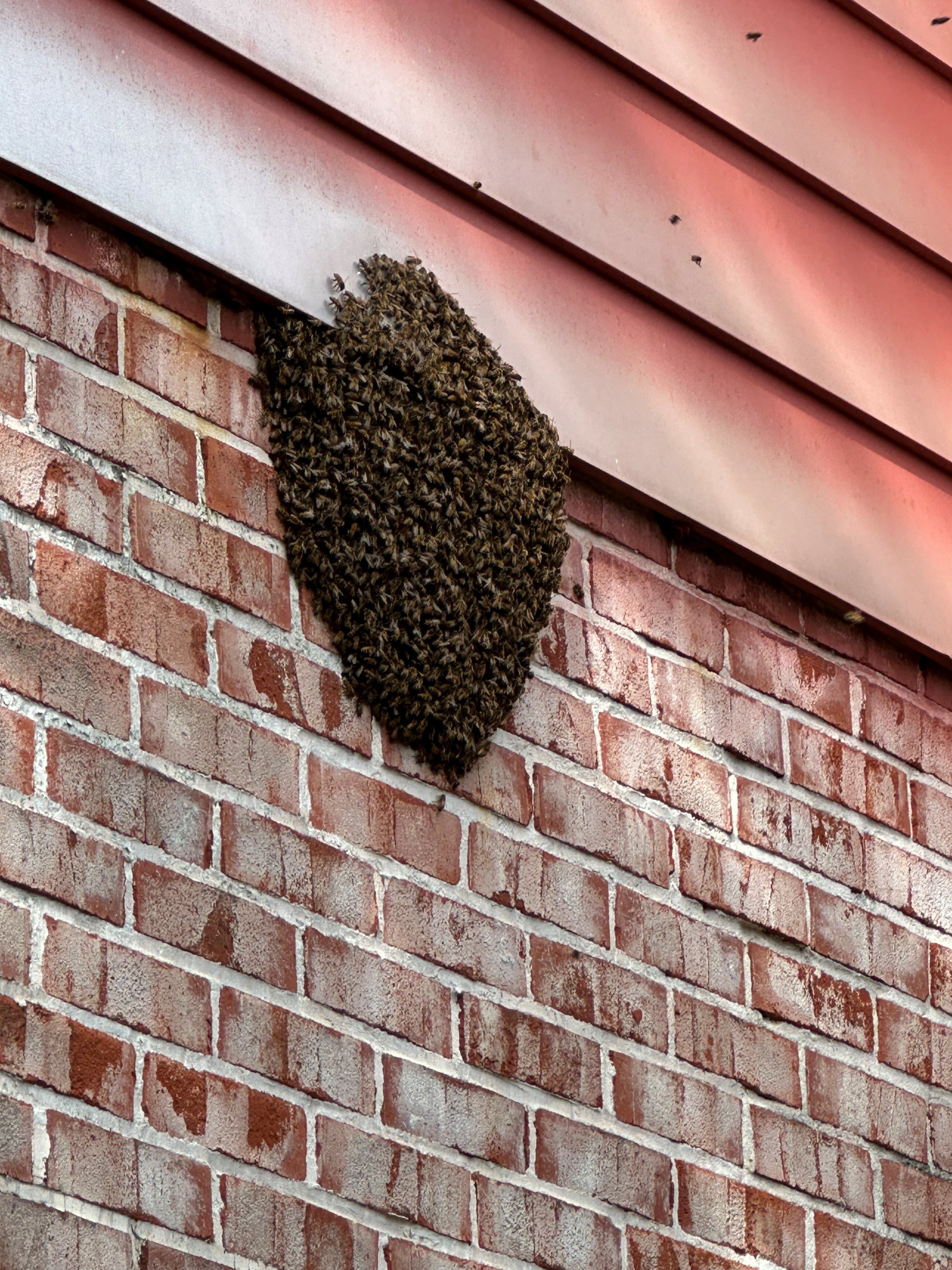 Who to Call and Not Call for Bee Removal | Swarmed