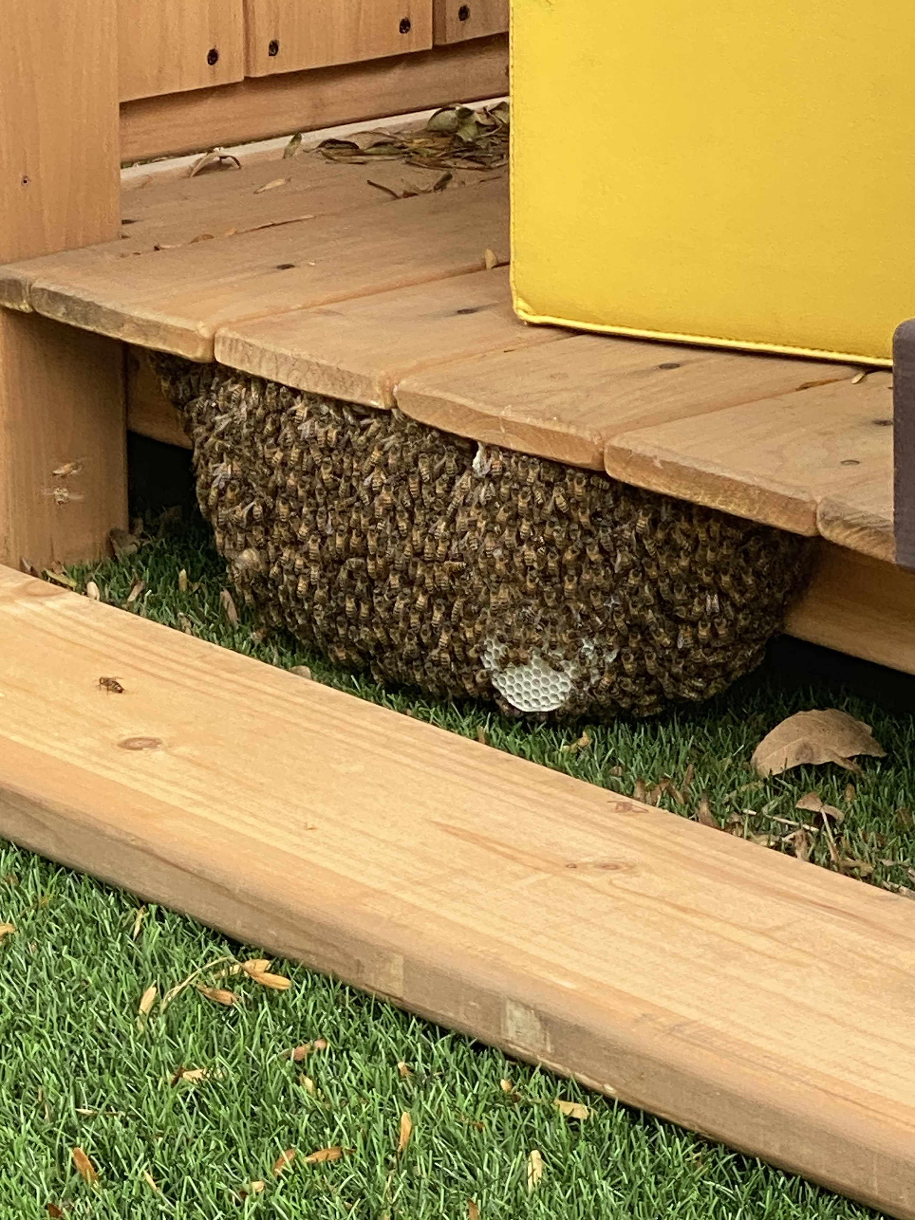 Bees on My Property: Is It a Swarm or a Hive? Explained