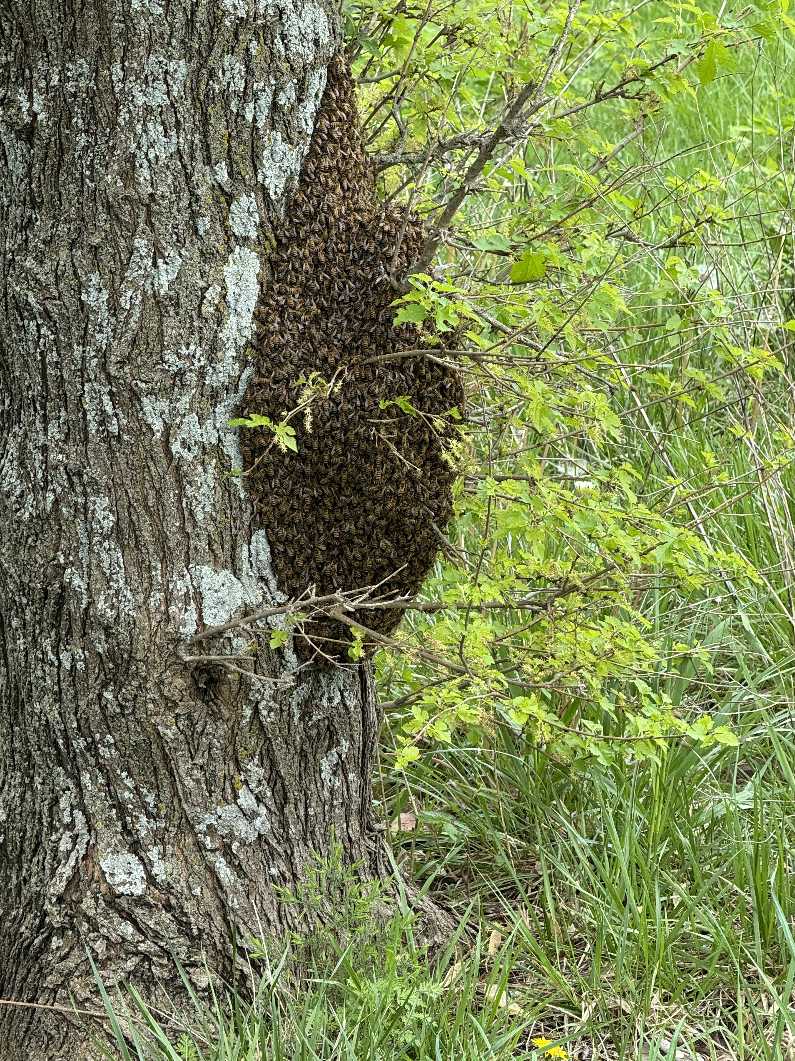 Safe, Humane, and Local: Bee Relocation in Your Area