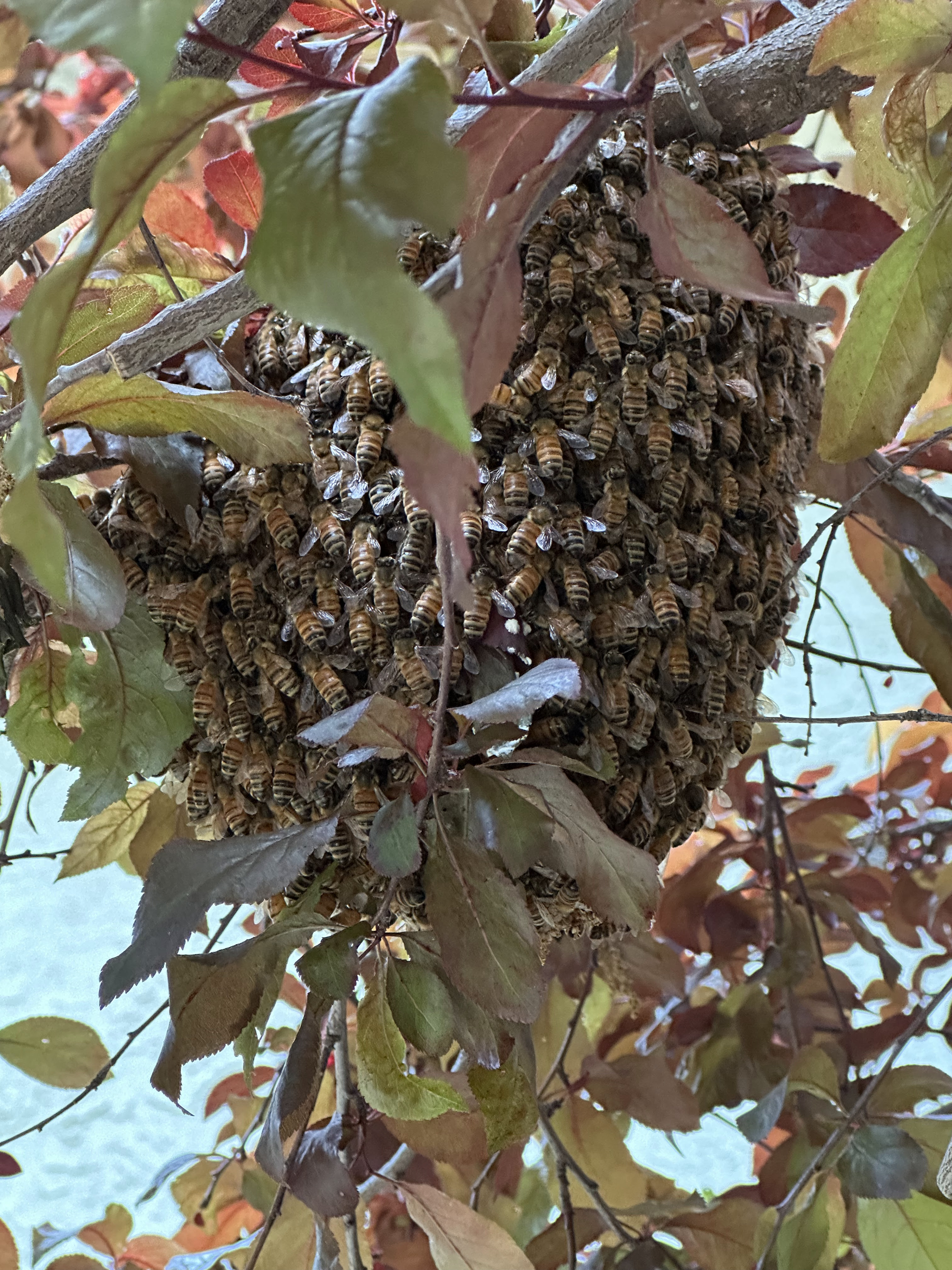 Why You Should Never Spray a Bee Swarm | Swarmed Guide