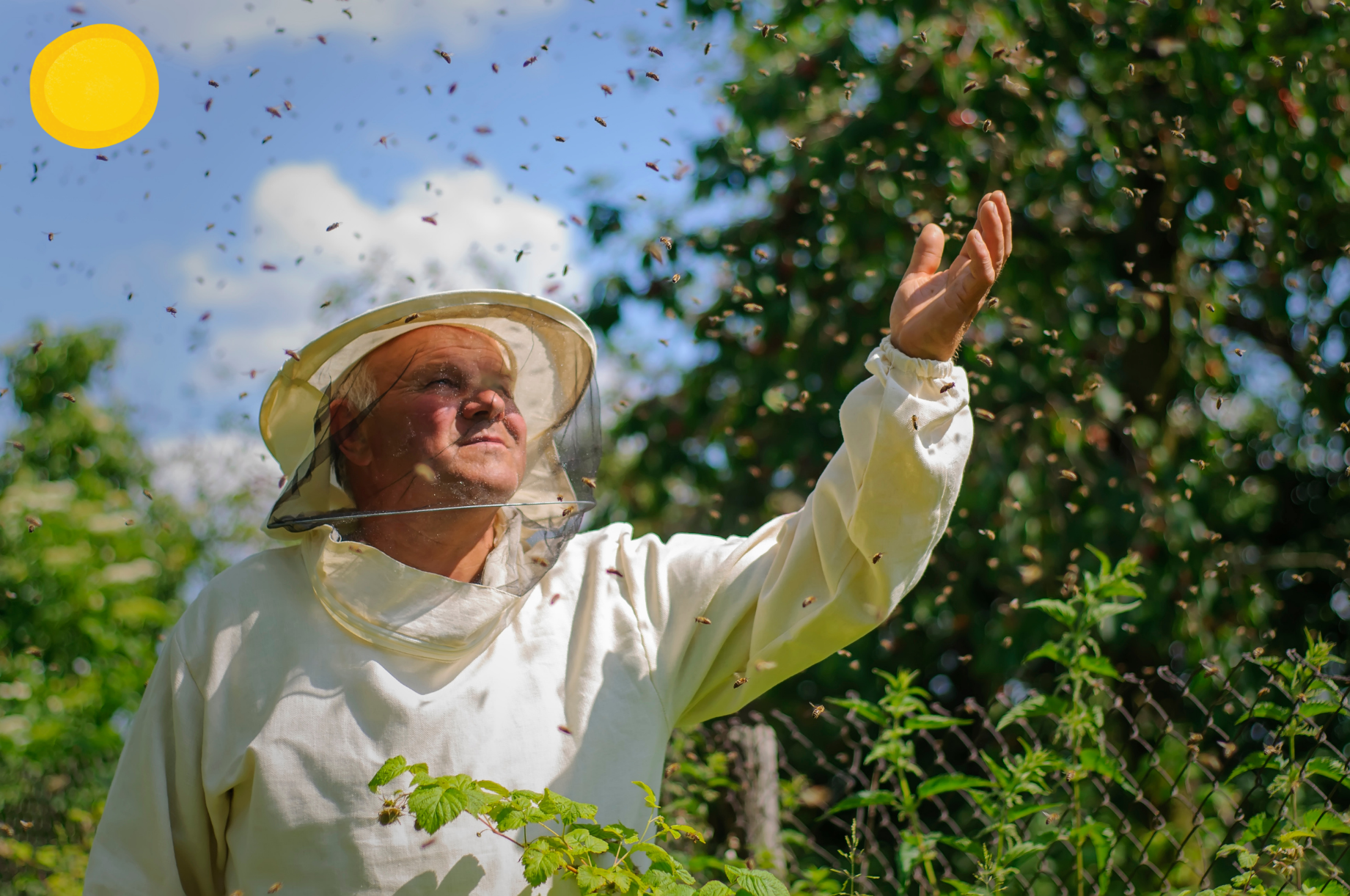 Saving Money by Catching Swarms Instead of Buying Bees
