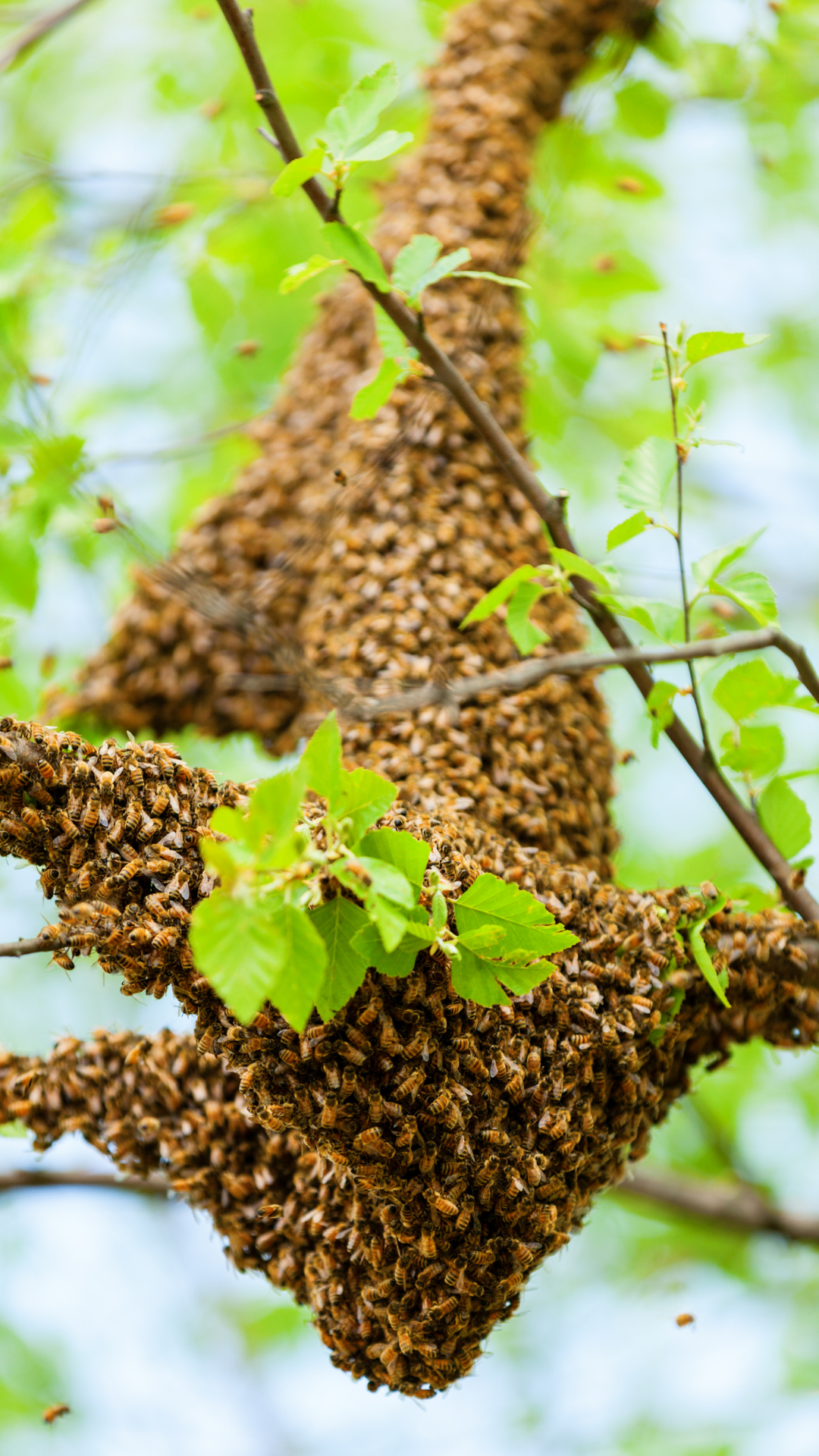 Rebuilding After Colony Losses? Swarms Can Help | Swarmed