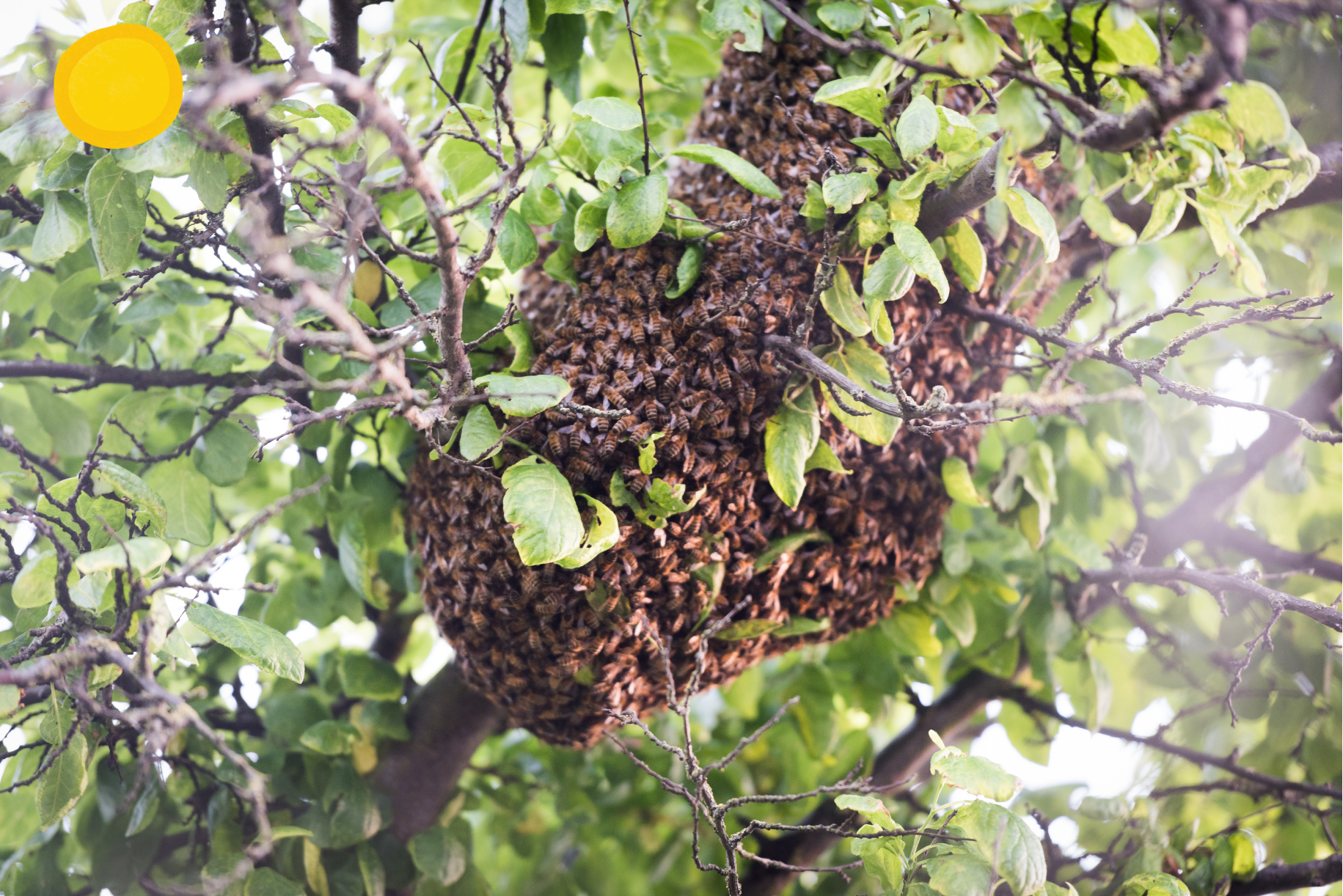 Swarmed vs. the Old Swarm List | Modern Swarmed platform