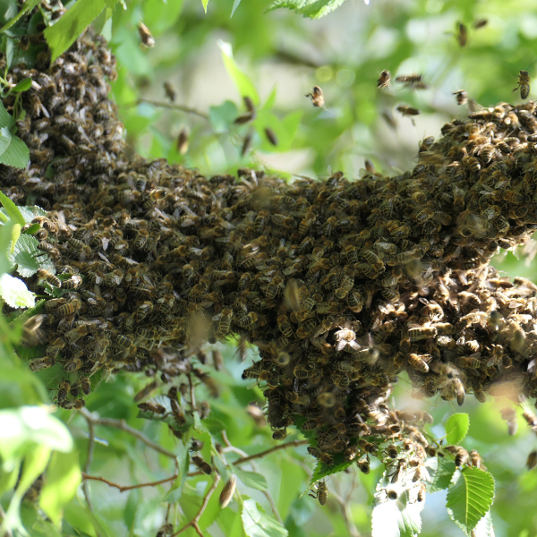 Are Bee Swarms Dangerous? Safety Guide for Families