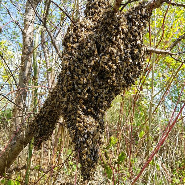 Late Summer Swarms: Why They Happen & Differ | Swarmed