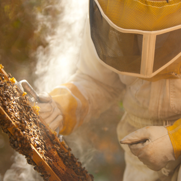 7 Best Resources for Handling Fall Bee Colonies: A Master Beekeeper's Guide