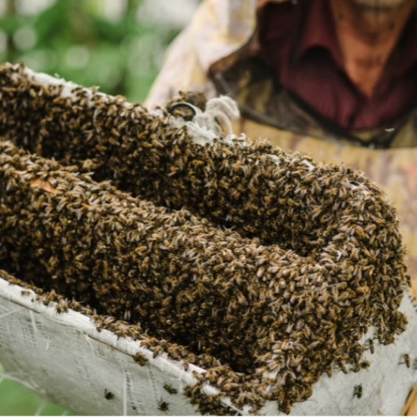 5 Critical Mistakes Homeowners Make When They Find Bee Swarms (And How to Avoid Them)