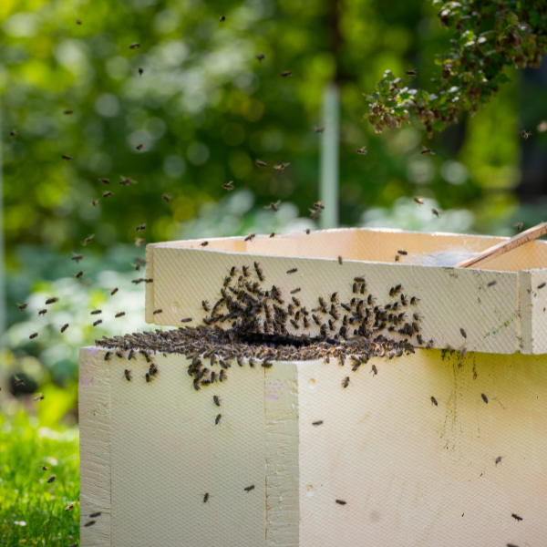 Why Your Local Beekeeper Wants Your Bee Swarm